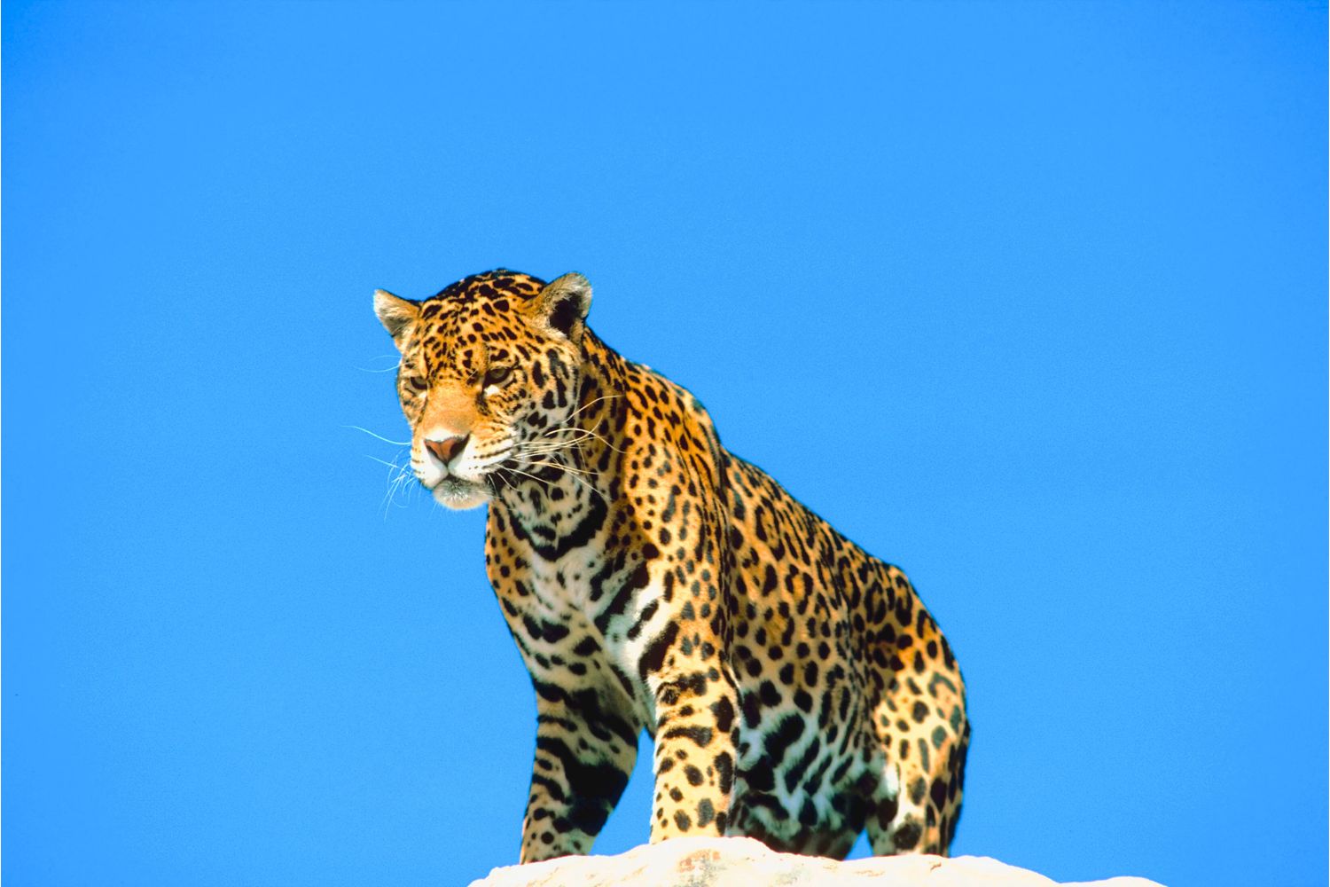 Here are our top 10 facts about Jaguars