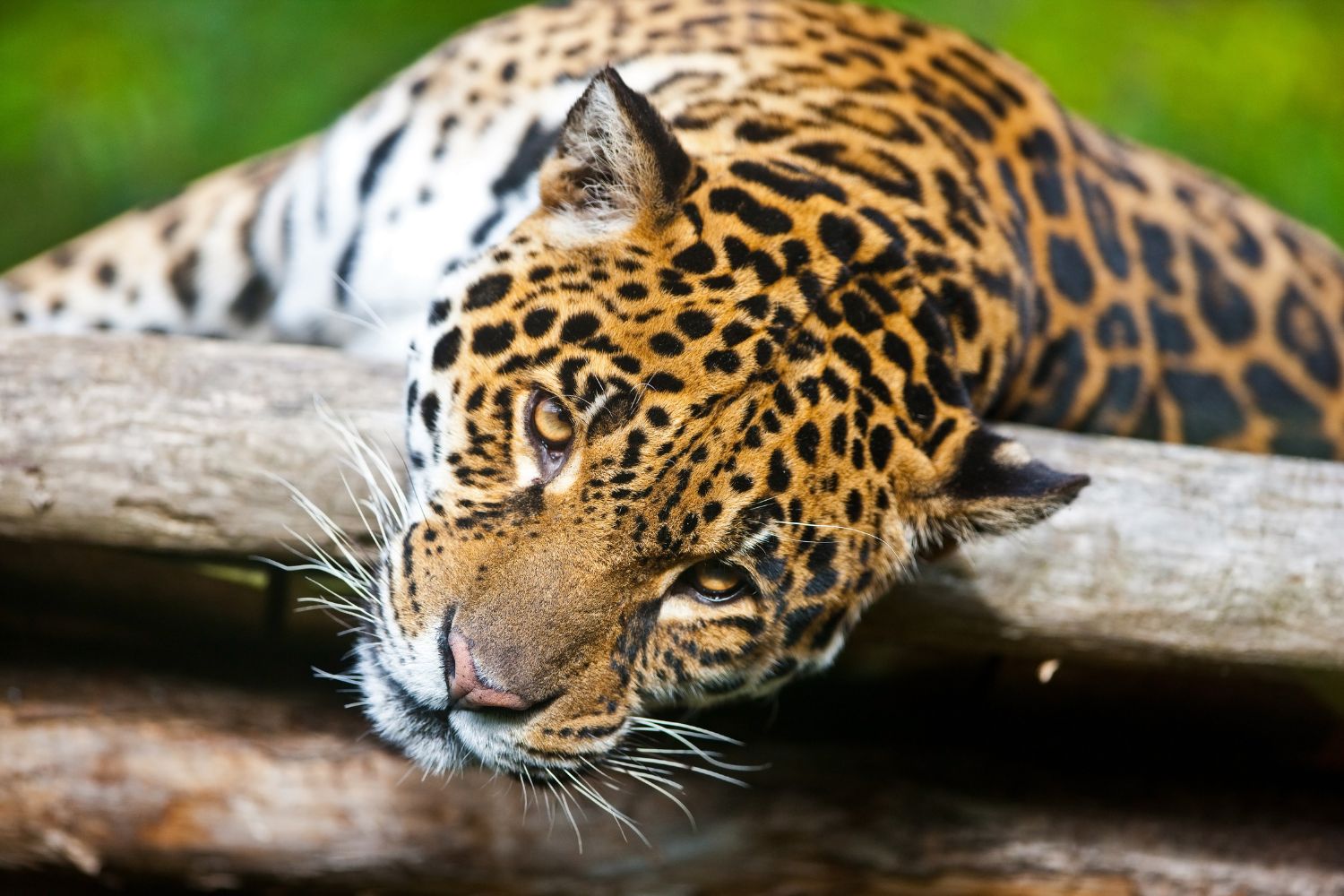 Here are our top 10 facts about Jaguars