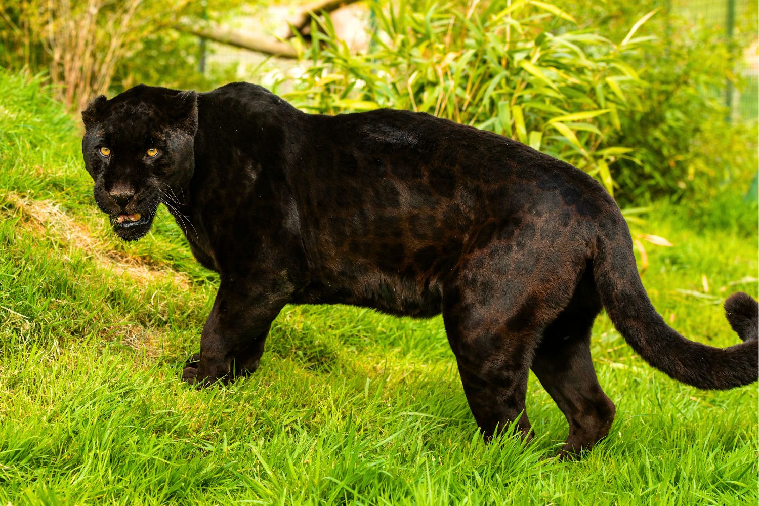 3. Les jaguars noirs.