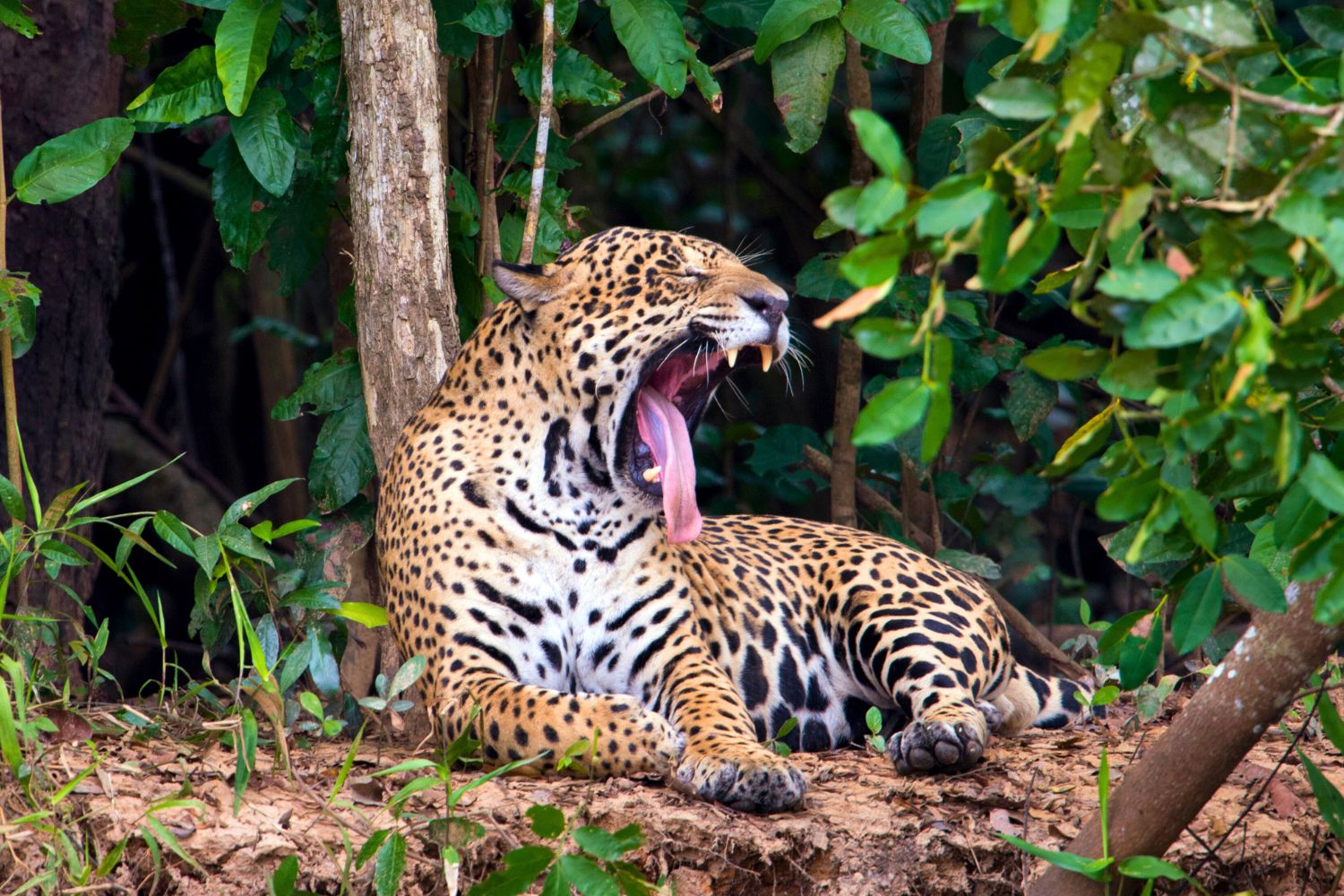 8. La mordedura del jaguar.