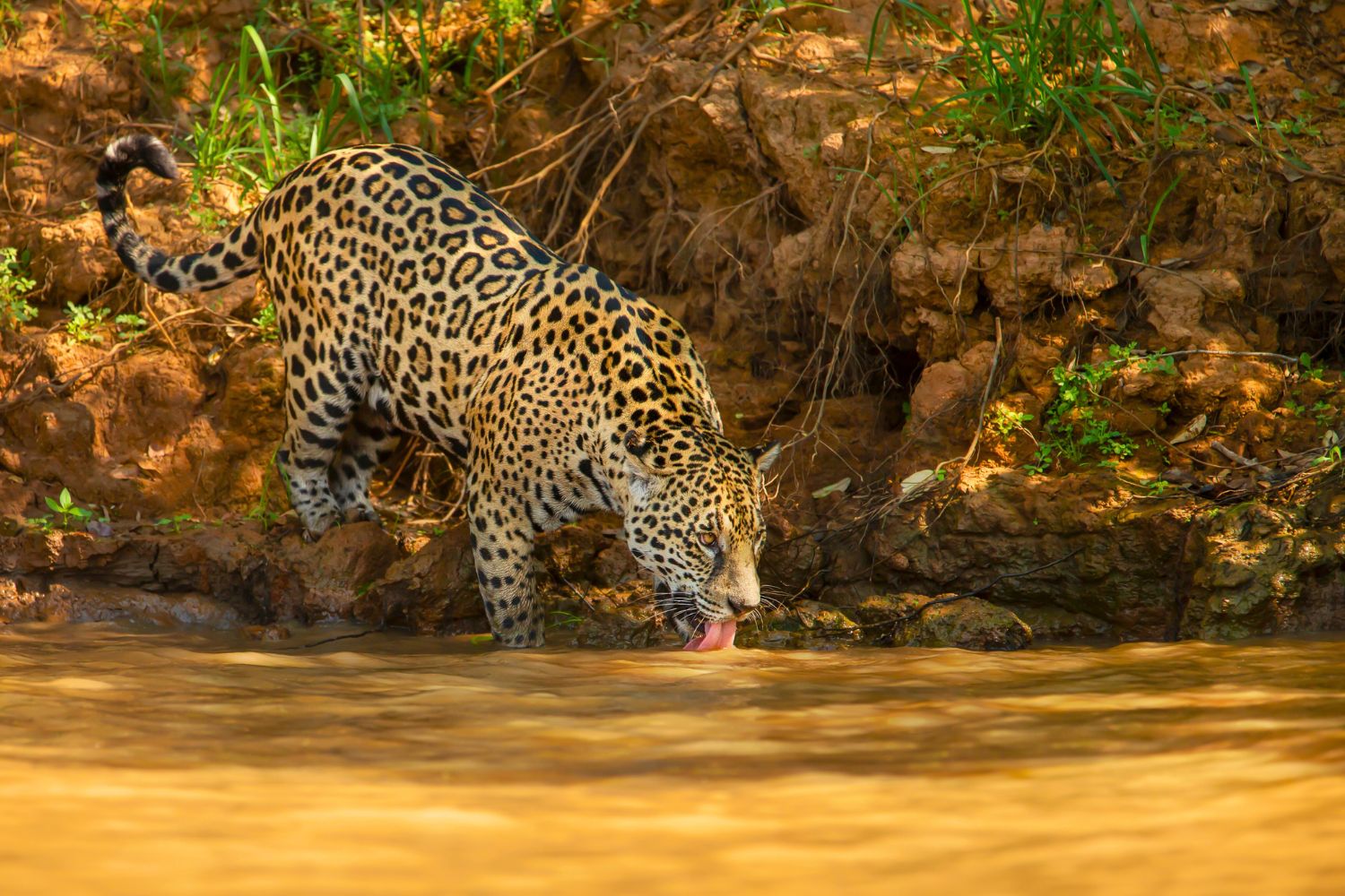 6. The jaguar habitat.