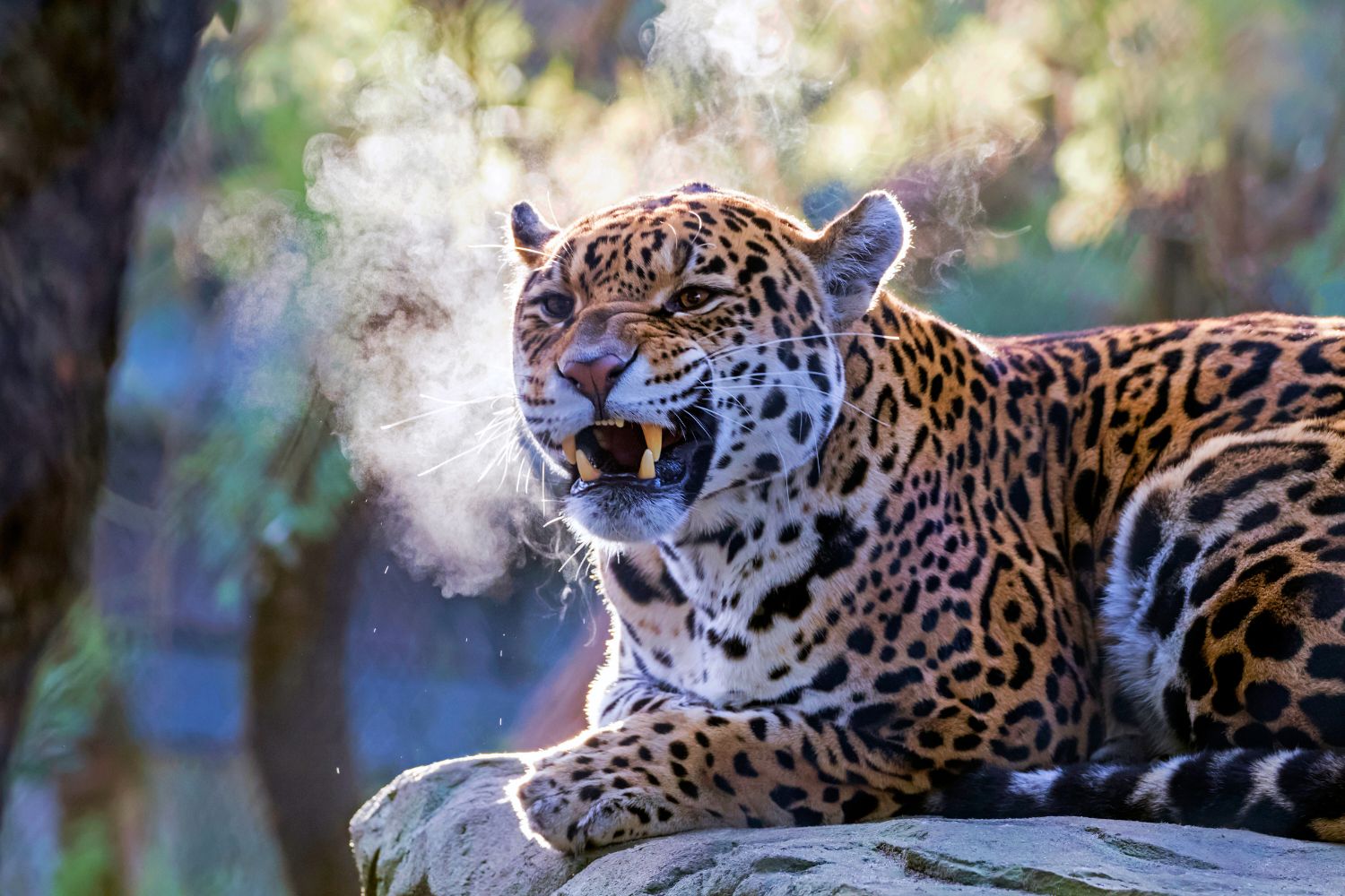 5. The roar of the jaguar.