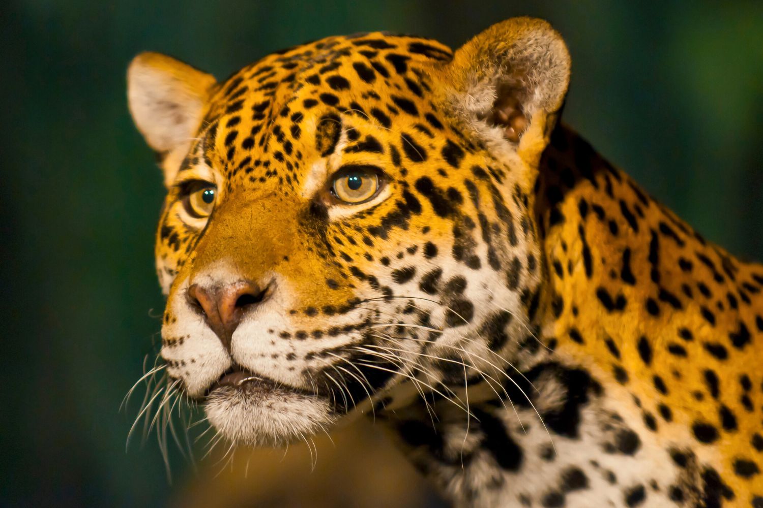 9. La visión de los jaguares.