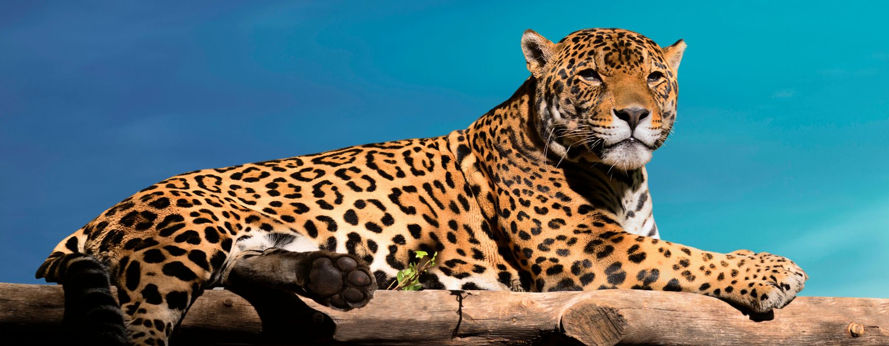10 INTERESTING FACTS ABOUT JAGUARS
