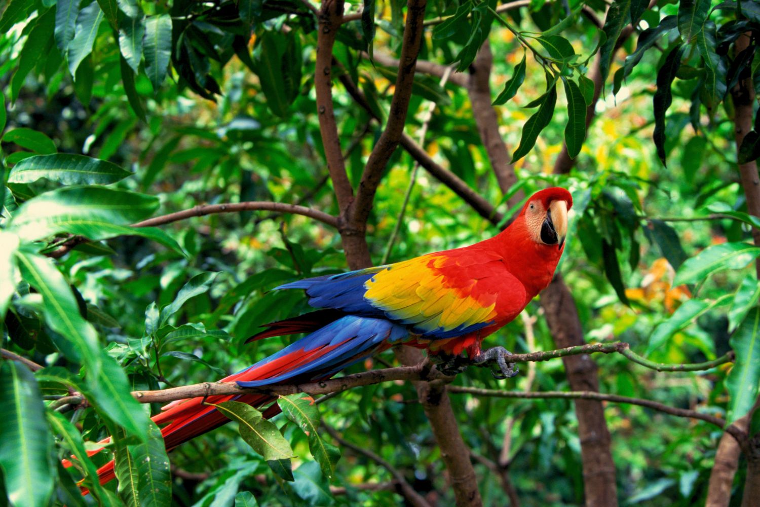 1. Macaws have a beautiful appearance that’s also well adapted to their environment