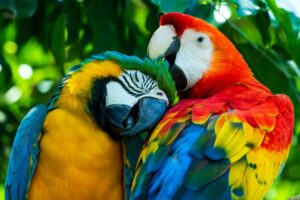 top facts about macaws