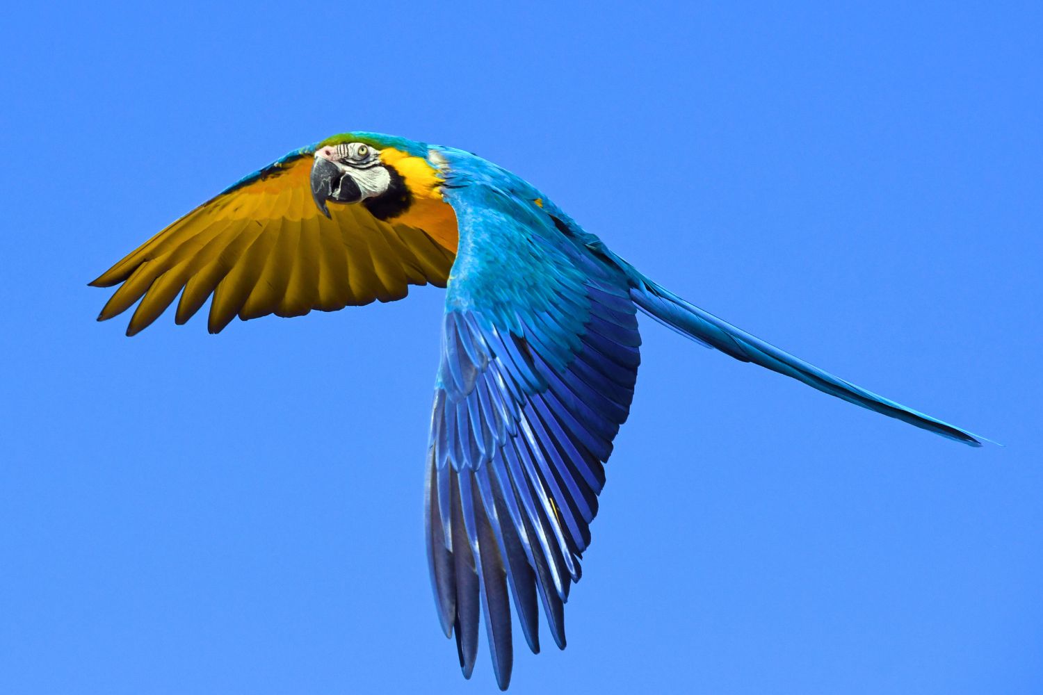 2. Macaws are the largest type of parrot