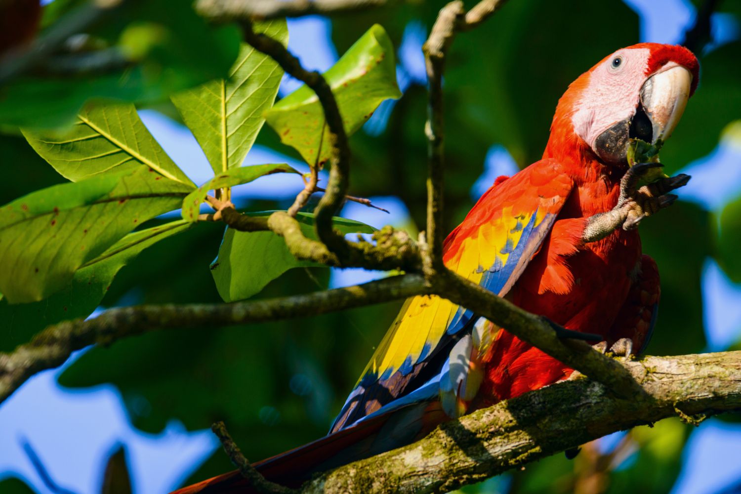 3. L'habitat de prédilection est la forêt tropicale humide