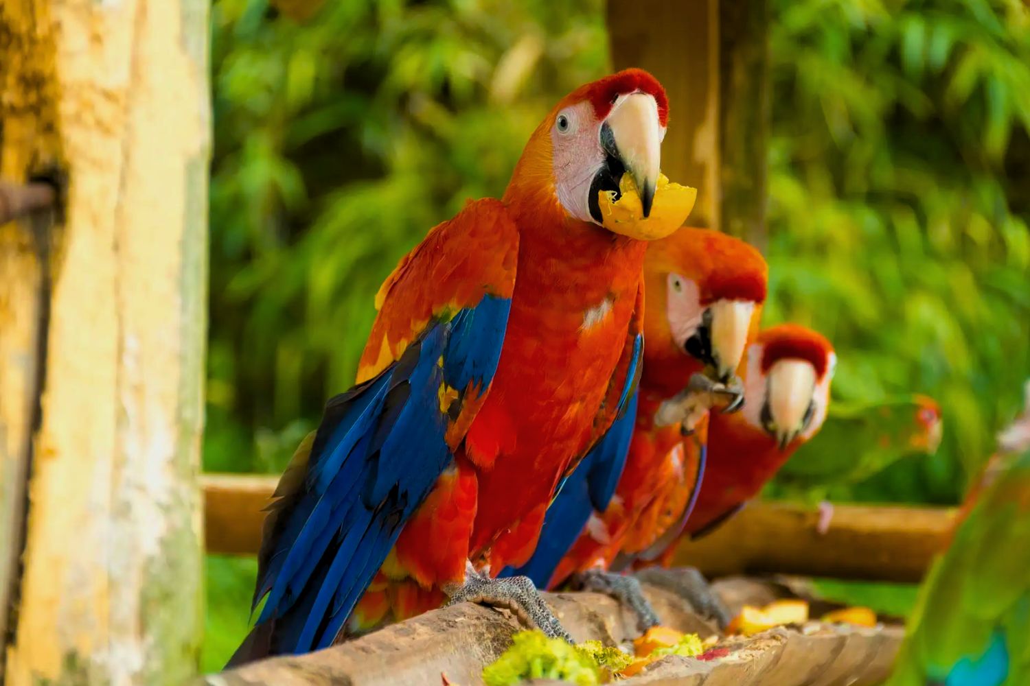 4. Macaws have a peculiar relationship with poison