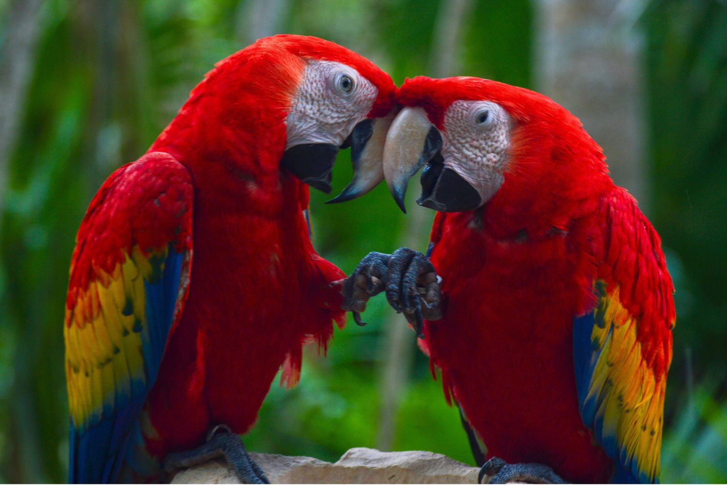 5. Macaws typically mate for life
