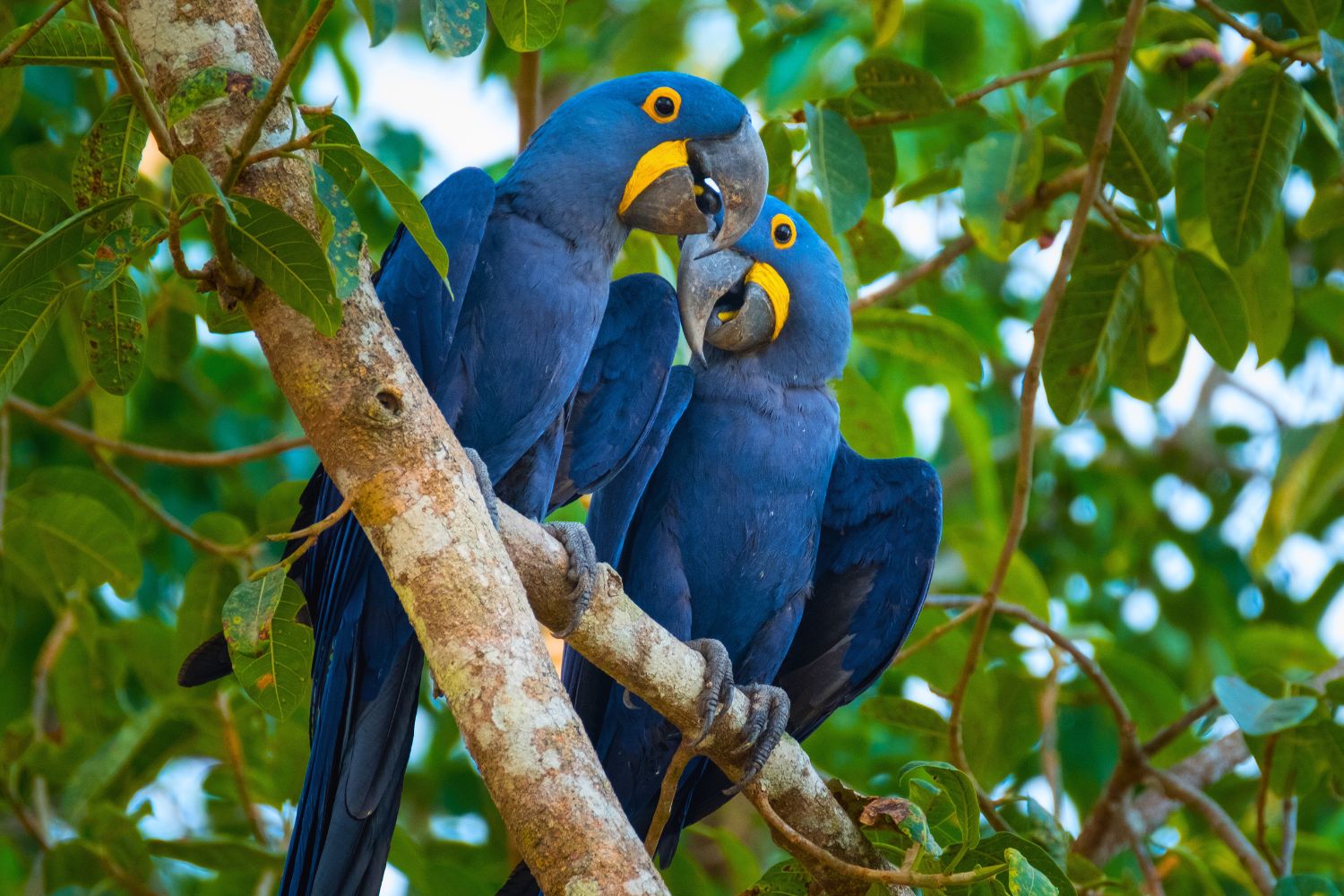 6. Macaws are pretty loud