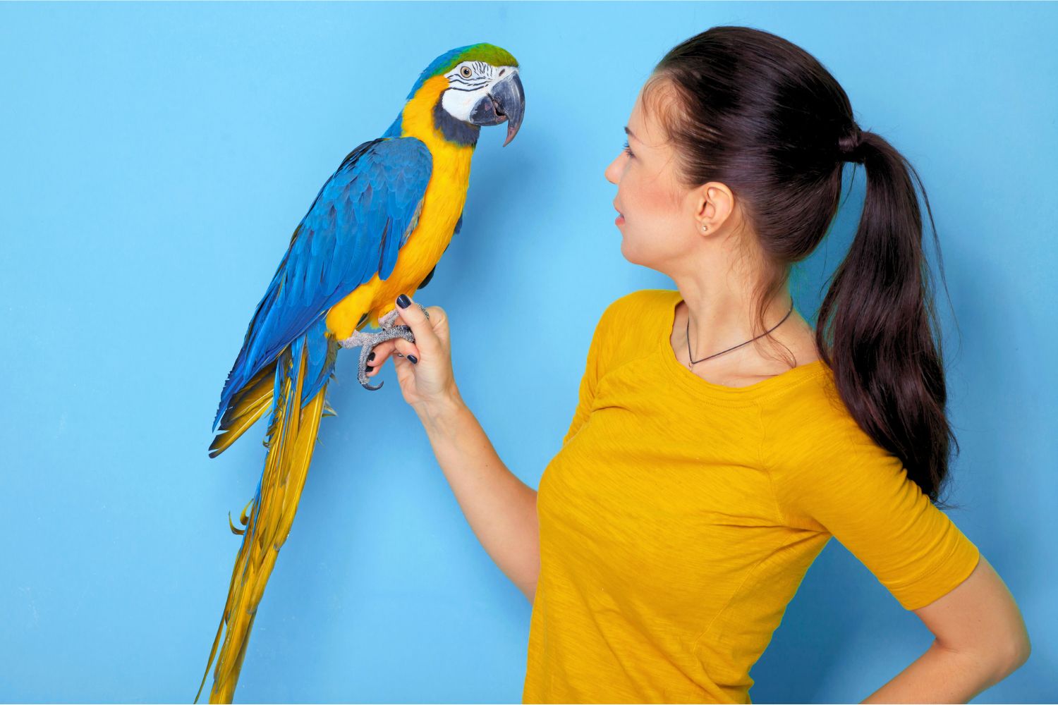 7. Some macaws can mimic human speech