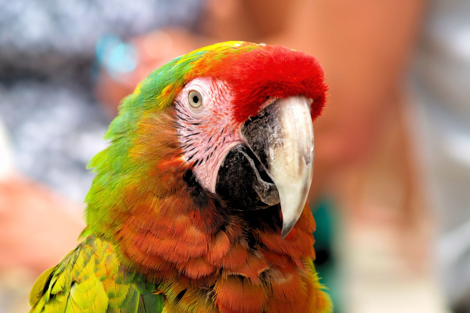 8. Macaws are long-lived birds