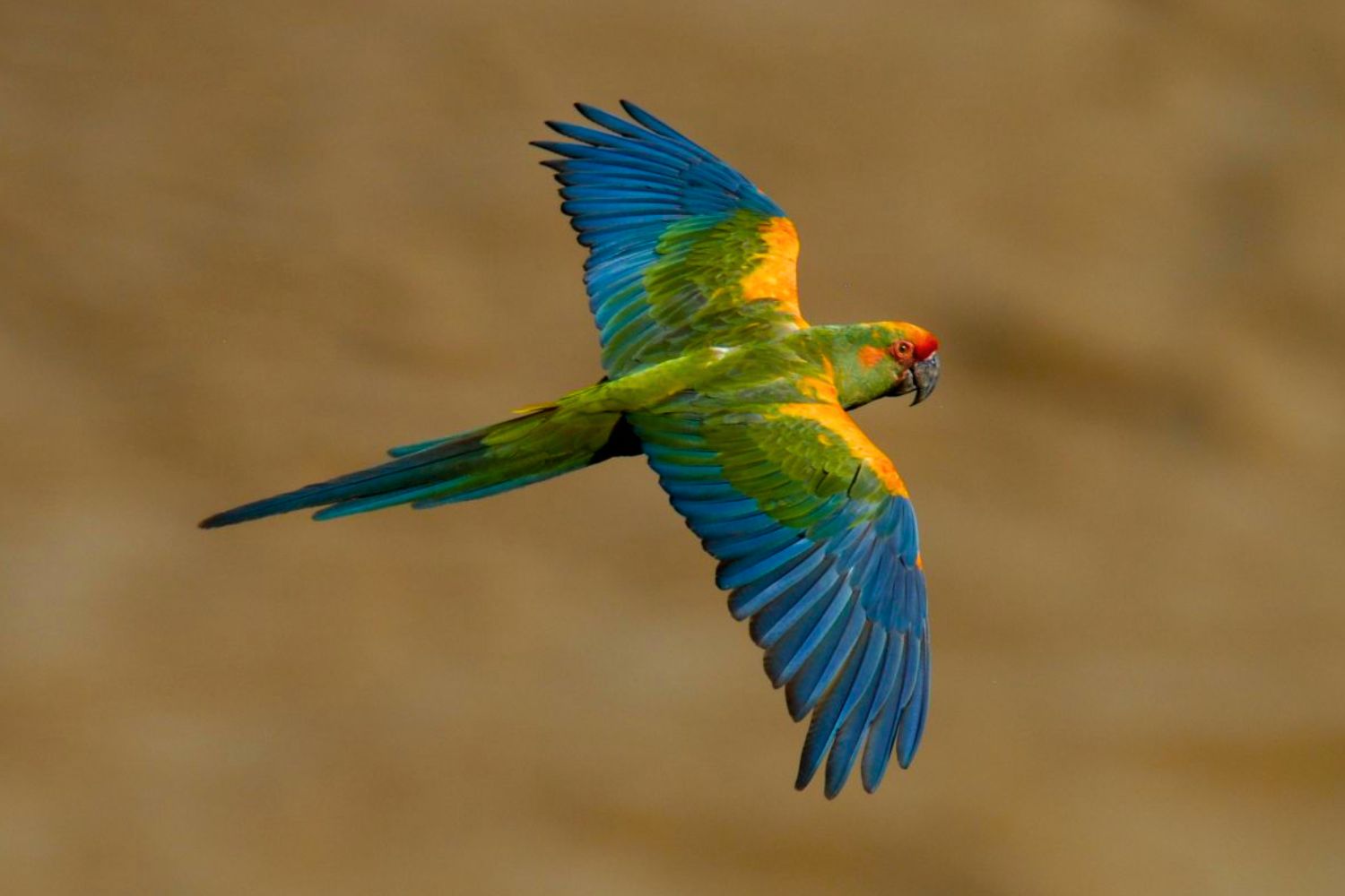 9. Almost all macaw species are either threatened, critically endangered or extinct