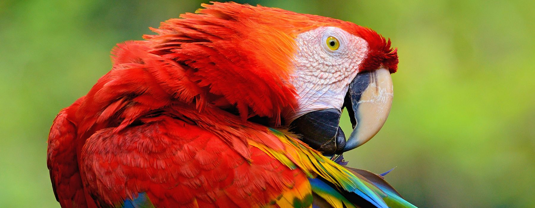 TOP 10 FACTS ABOUT MACAWS