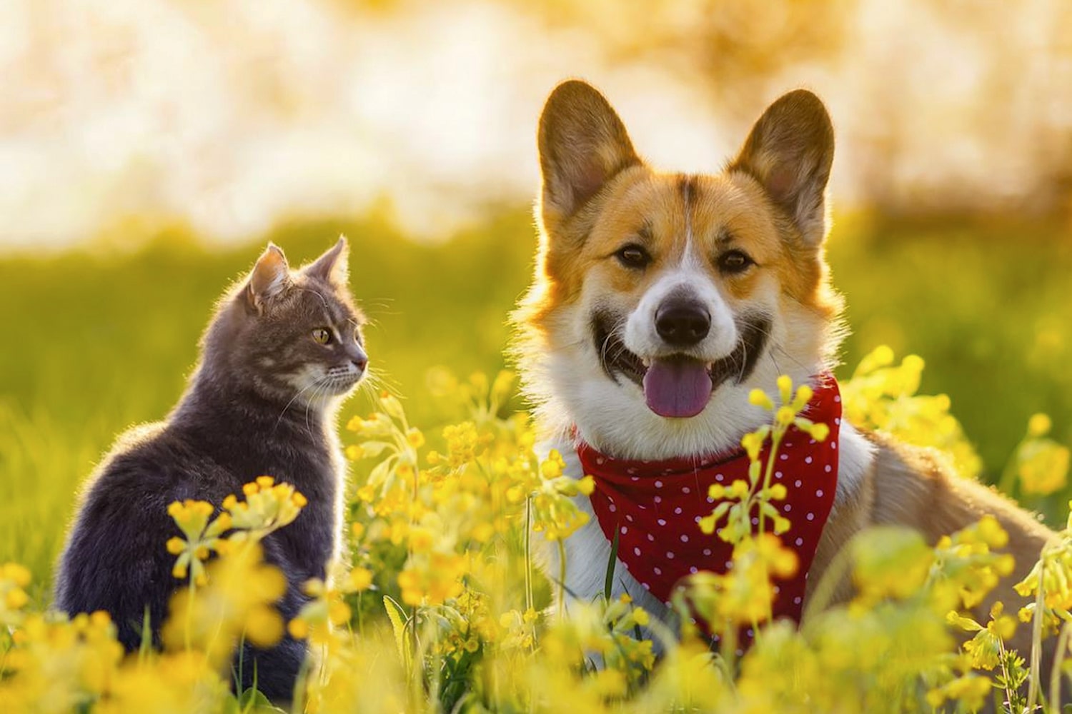 Travel to Peru with pets everything you need to know