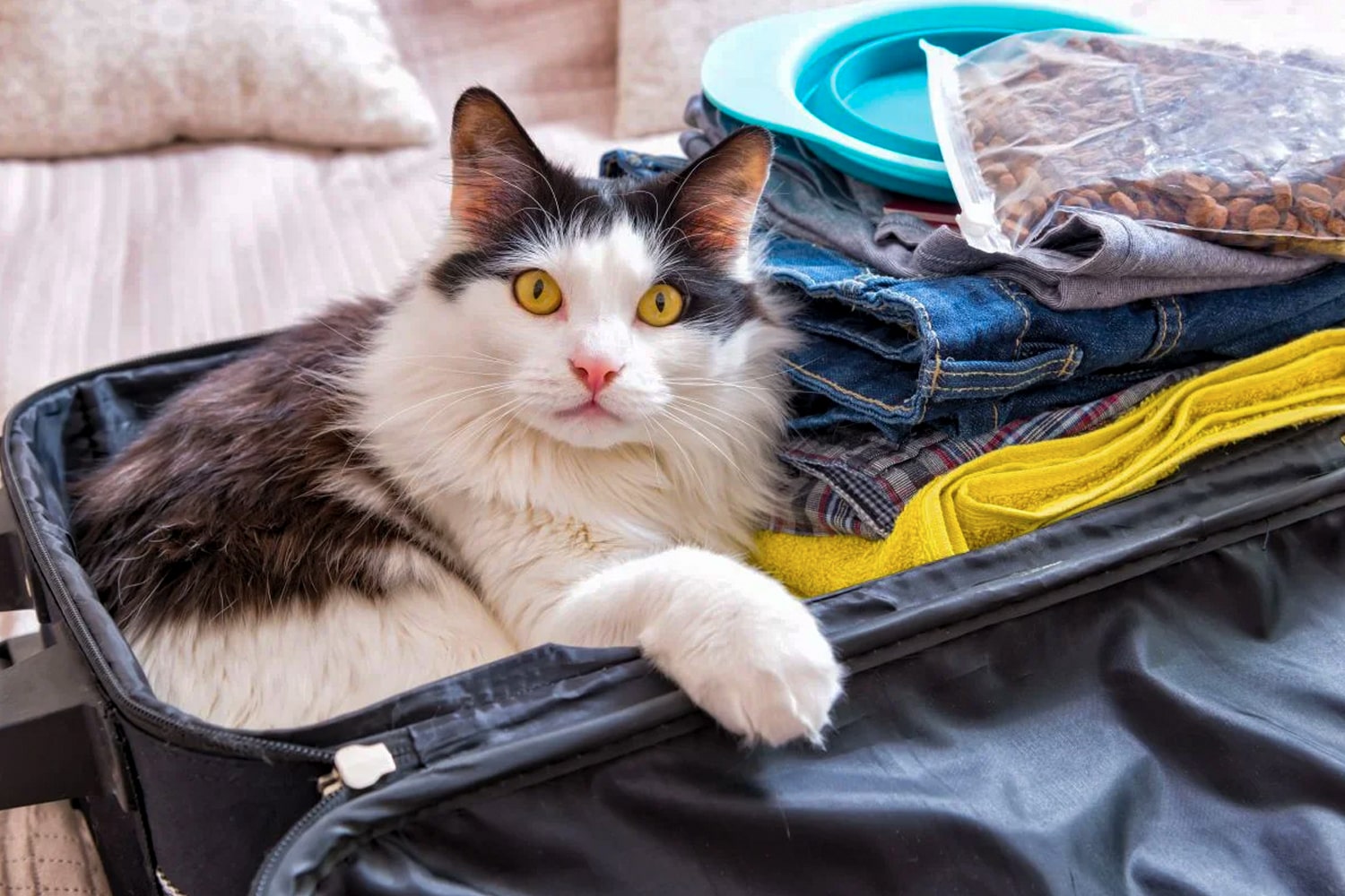 Beneficios de viajar con tu mascota