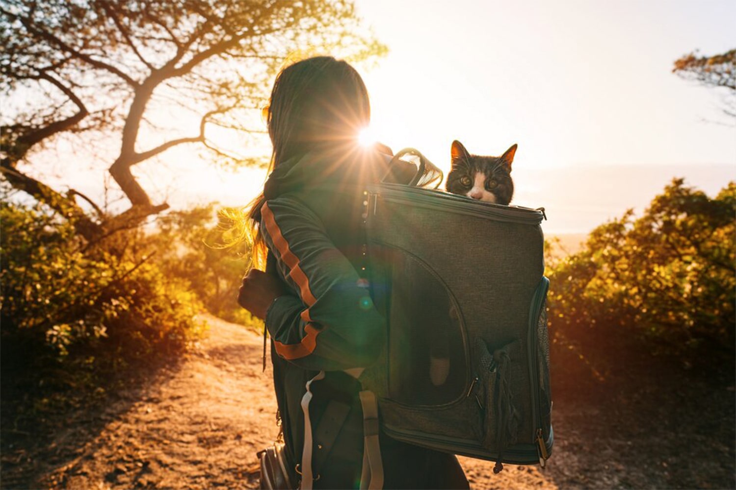 Entry of pets to Peru