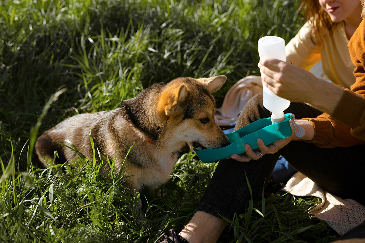 Precautions before traveling with your pet