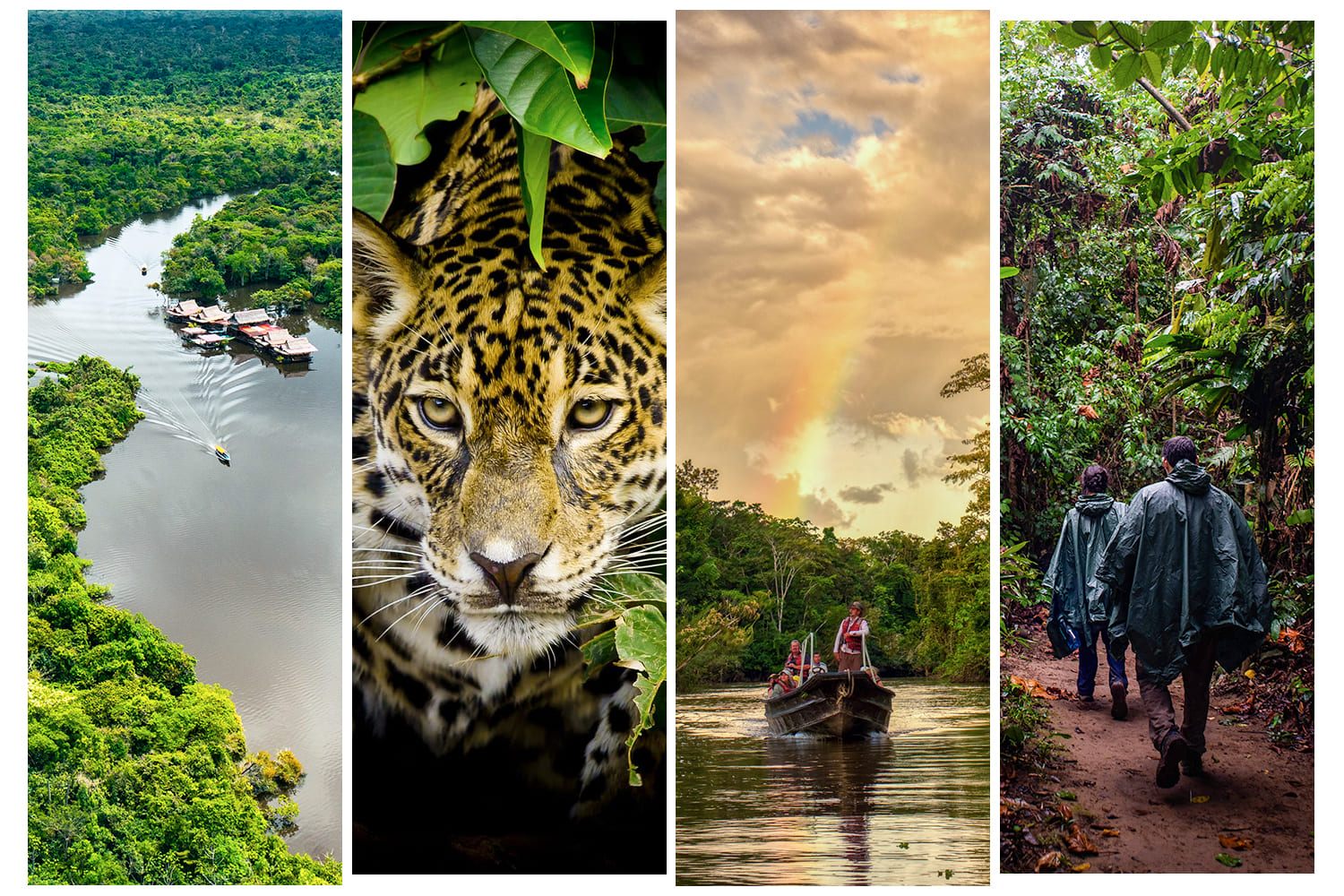 The Peruvian Amazon rainforest