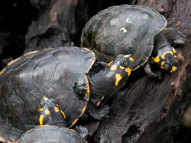 YELLOW-SPOTTED AMAZON RIVER TURTLE