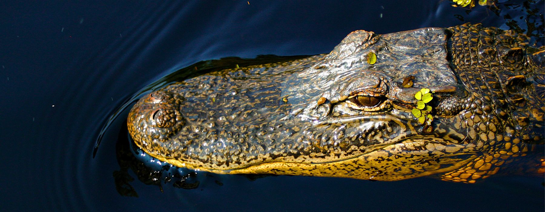 AMAZON CAIMAN: EVERYTHING YOU NEED TO KNOW