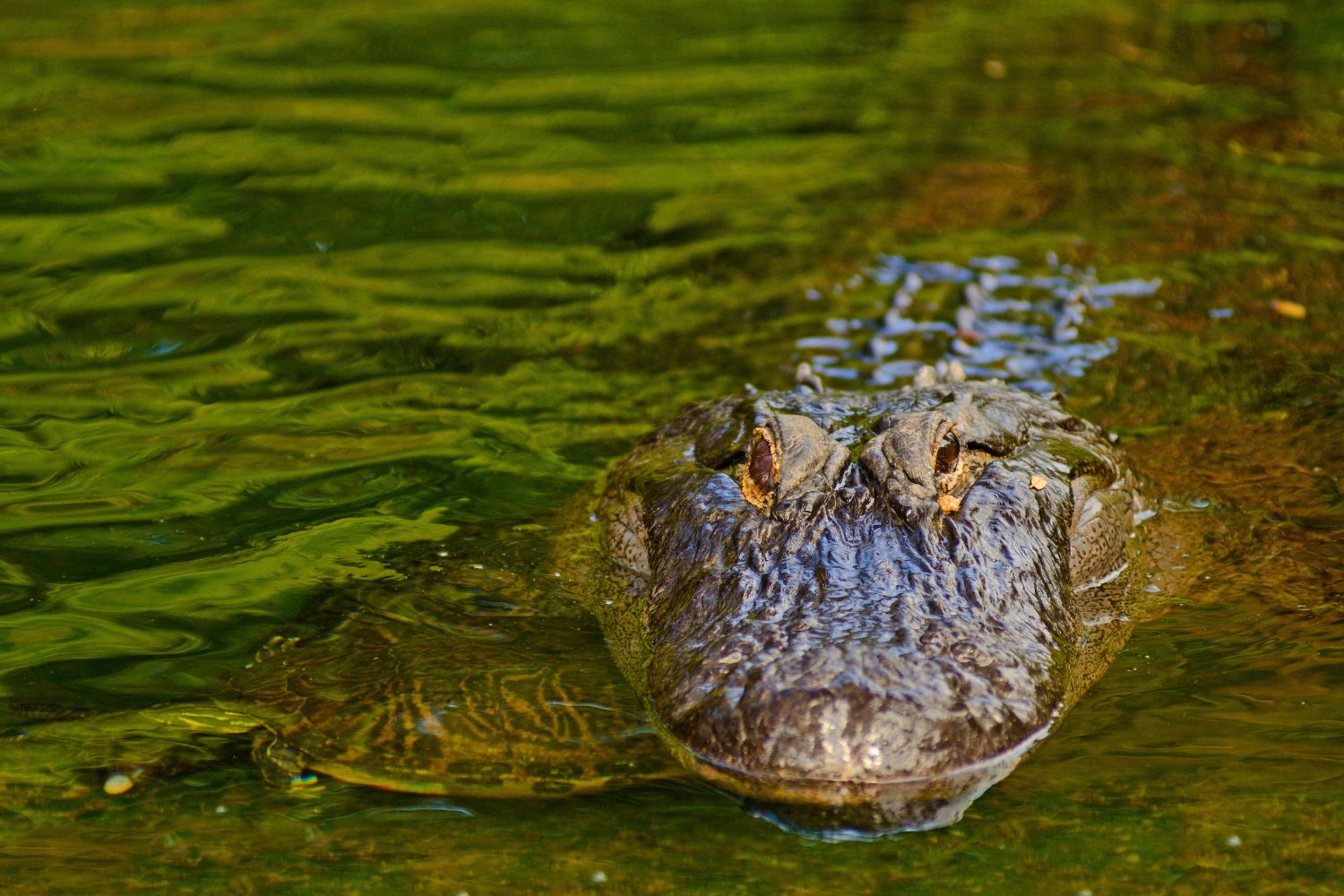 4. Caimans are as sneaky and stealthy as you’d expect.