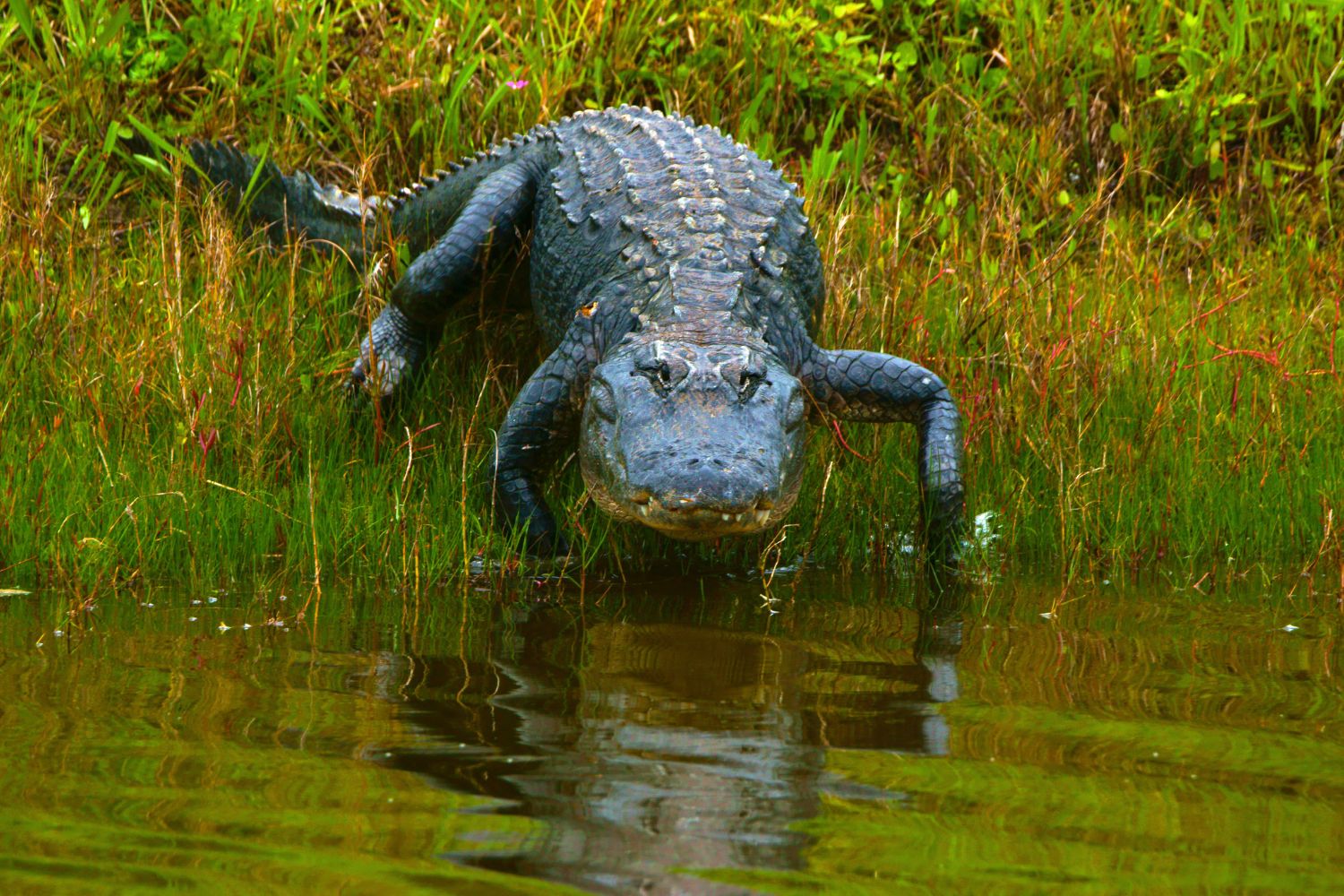 1. Caimans are native to Central and South America.