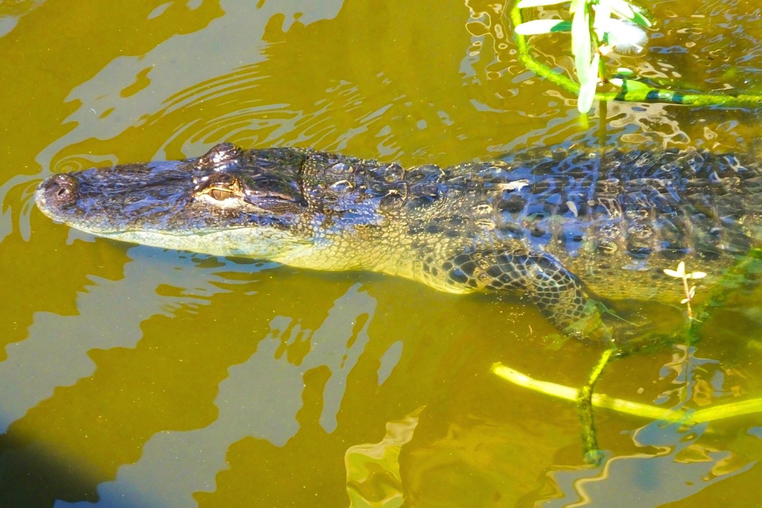 10. Los caimanes se pueden ver en todo el Amazonas.