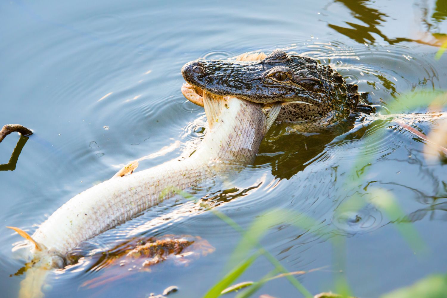 5. Coma y sea comido: los caimanes van desde depredadores del ápice hasta la cena para las anacondas.