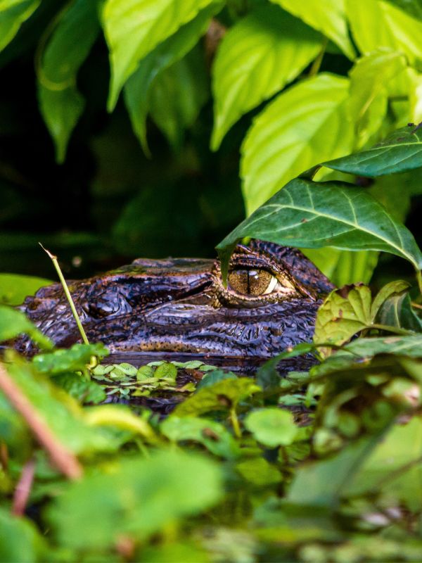 AMAZON CAIMAN: EVERYTHING YOU NEED TO KNOW