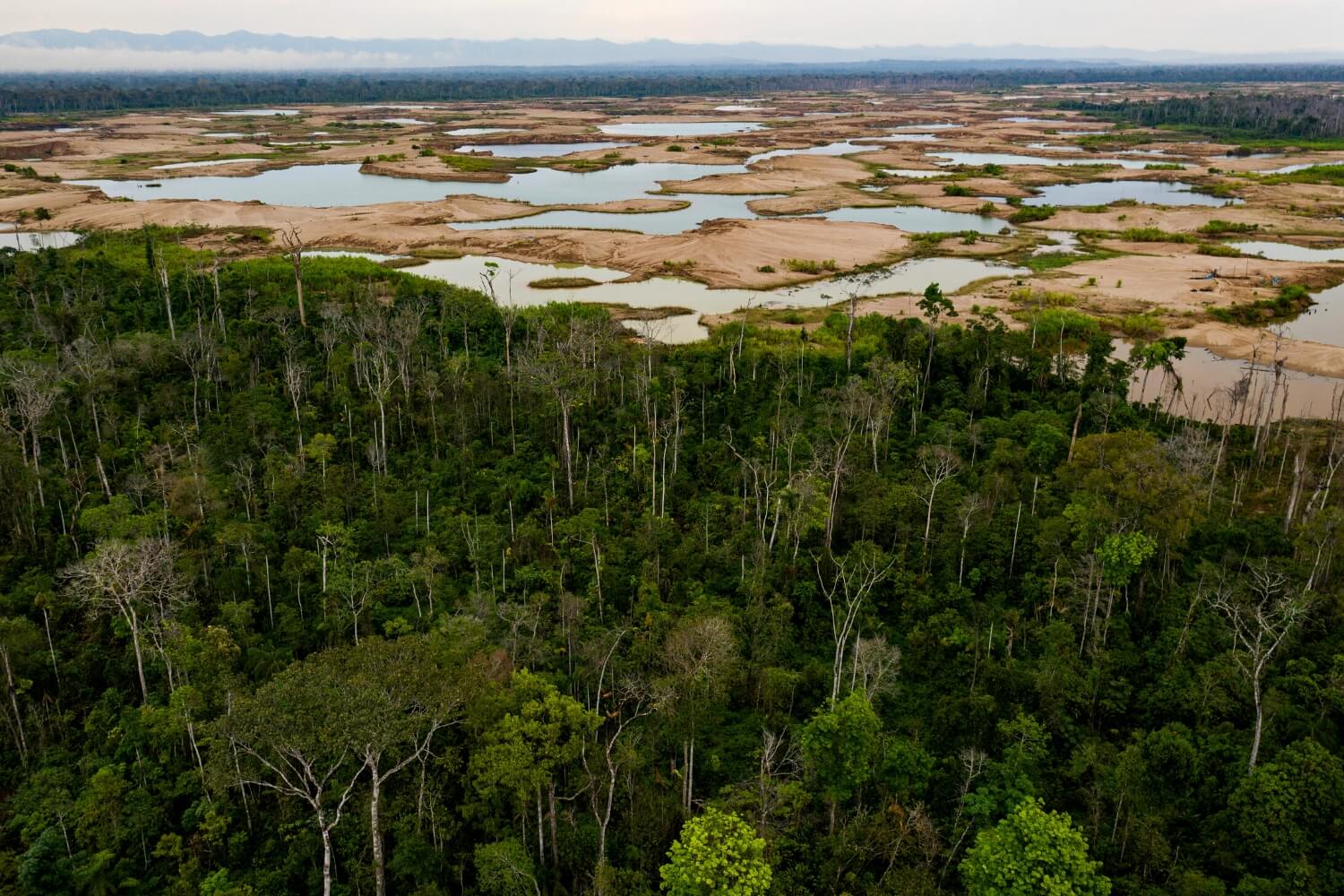 CA. 20 % DES AMAZONAS-REGENWALDES GING BEREITS VERLOREN