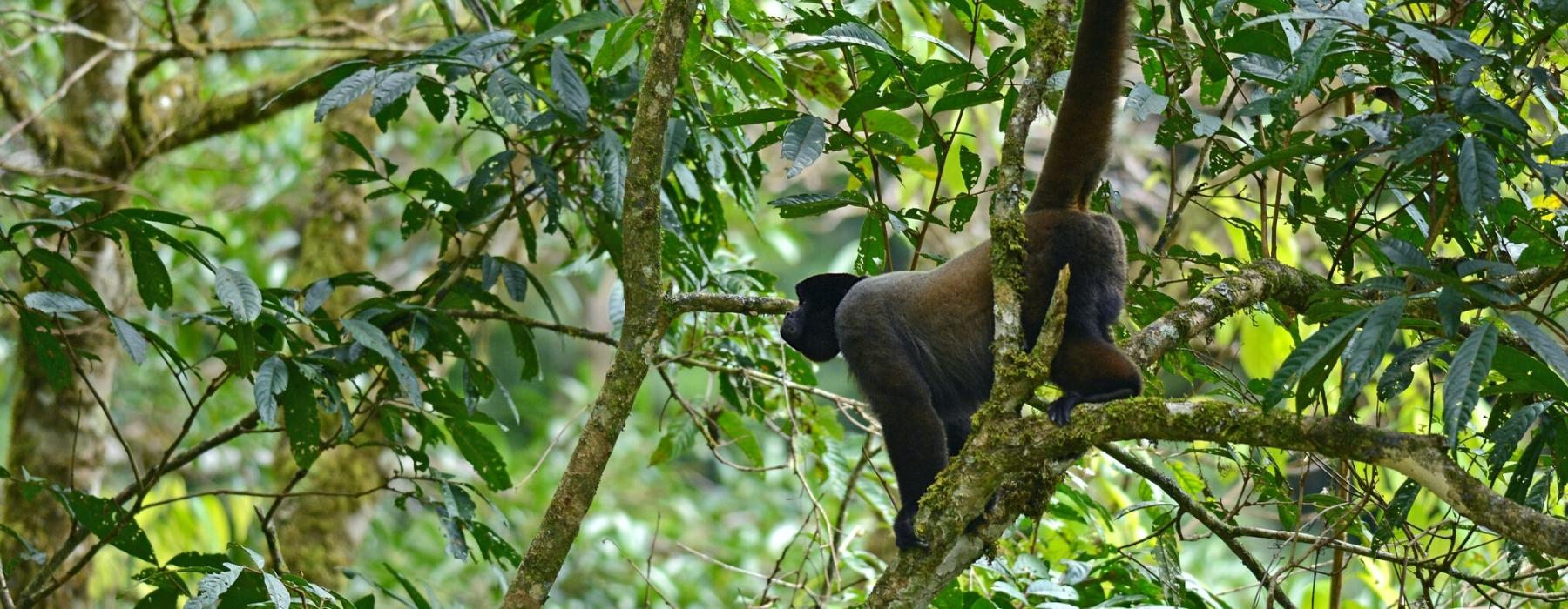 manu amazon rainforest by andean great treks