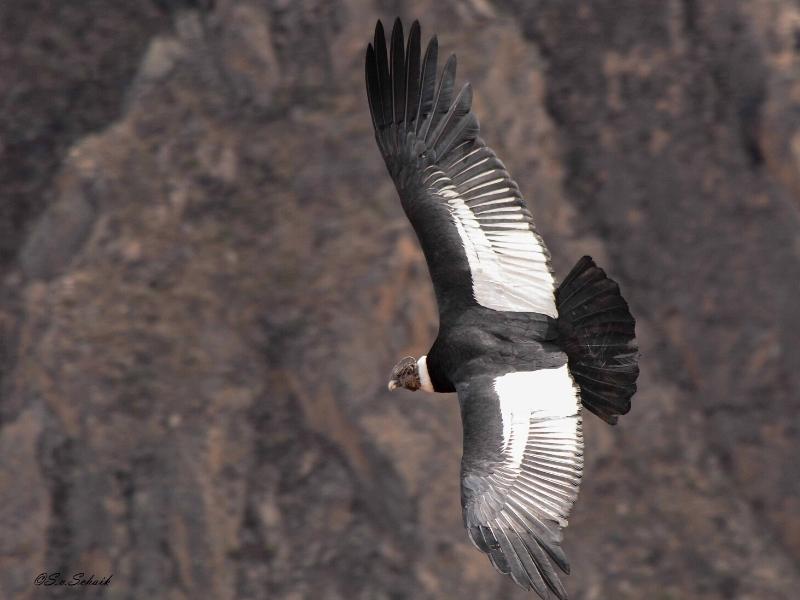 OBSERVATION OF THE CONDORS