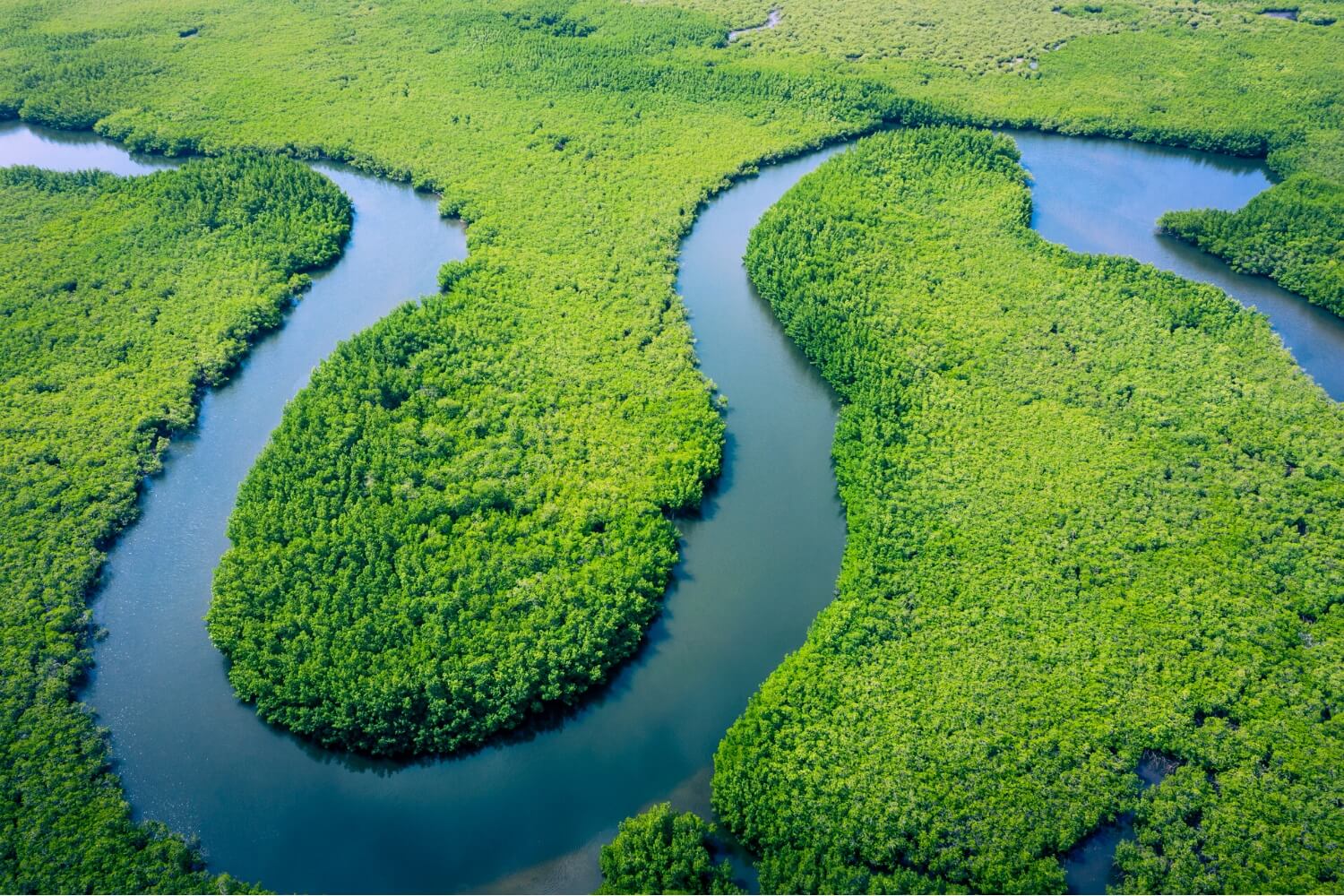 WHAT IS THE PERUVIAN AMAZON RAINFOREST?