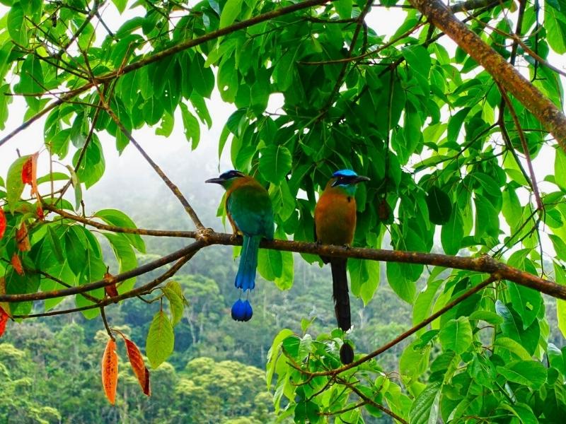 BIRDS OF MACHU PICCHU PERU