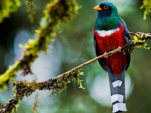 birds on the inca trail to machu picchu by andean great treks