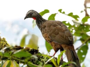 birds on the inca trail to machu picchu by andean great treks
