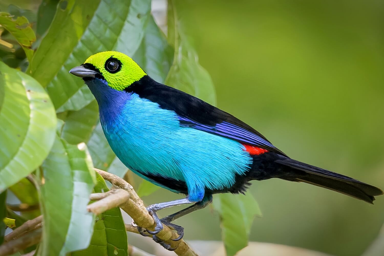 Le paradis de l'Amazonie péruvienne pour l'observation des oiseaux