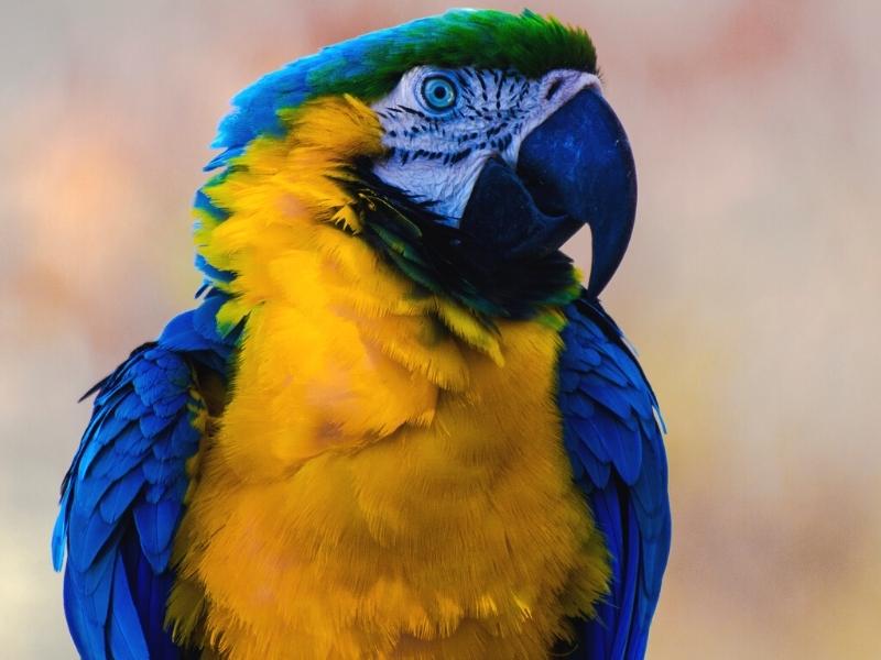 blue and yellow macaw in manu amazon rainforest by andean great treks