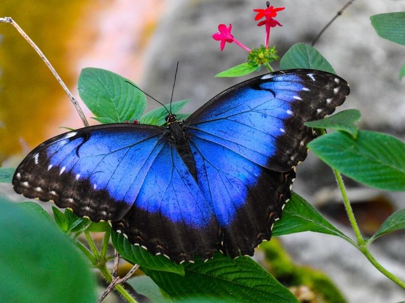 Blauer Morpho-Schmetterling