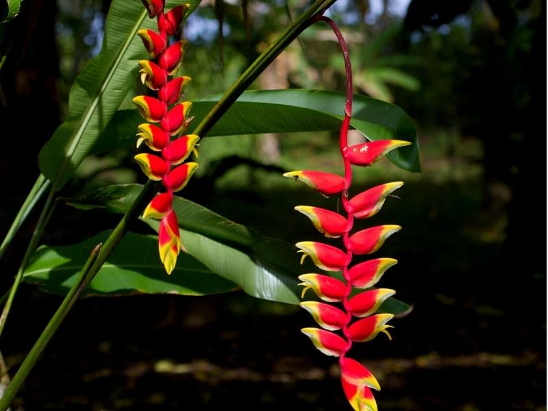 HELICONIA FLOWER (LOBSTER-CLAW)
