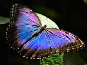 butterflies of inca trail to machu picchu by andean great treks