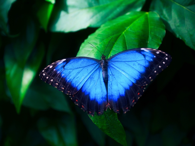 Pillpintuwasi Butterfly Farm