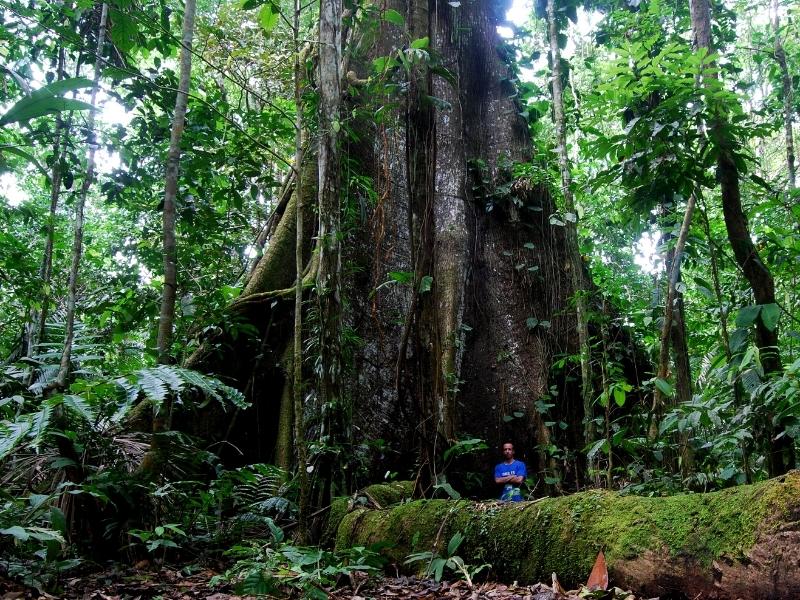 ceiba tree in manu amazon rainforest by andean great treks