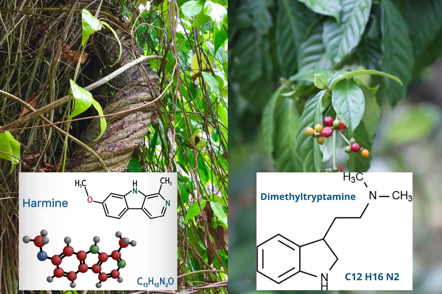 QU’EST-CE QUE L’AYAHUASCA ?