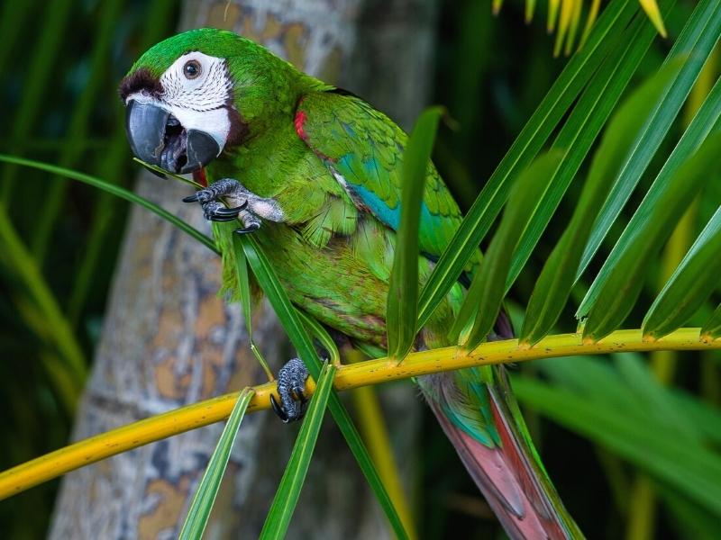 Chesnut Fronted Macaw
