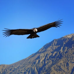 recommendations of Great Colca canyon tour