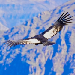 recommendations of Incredible 1-Day Colca Canyon Tour