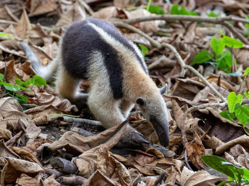 COLLARED ANTEATER